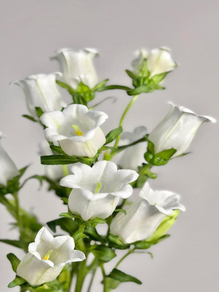 White Bellflower