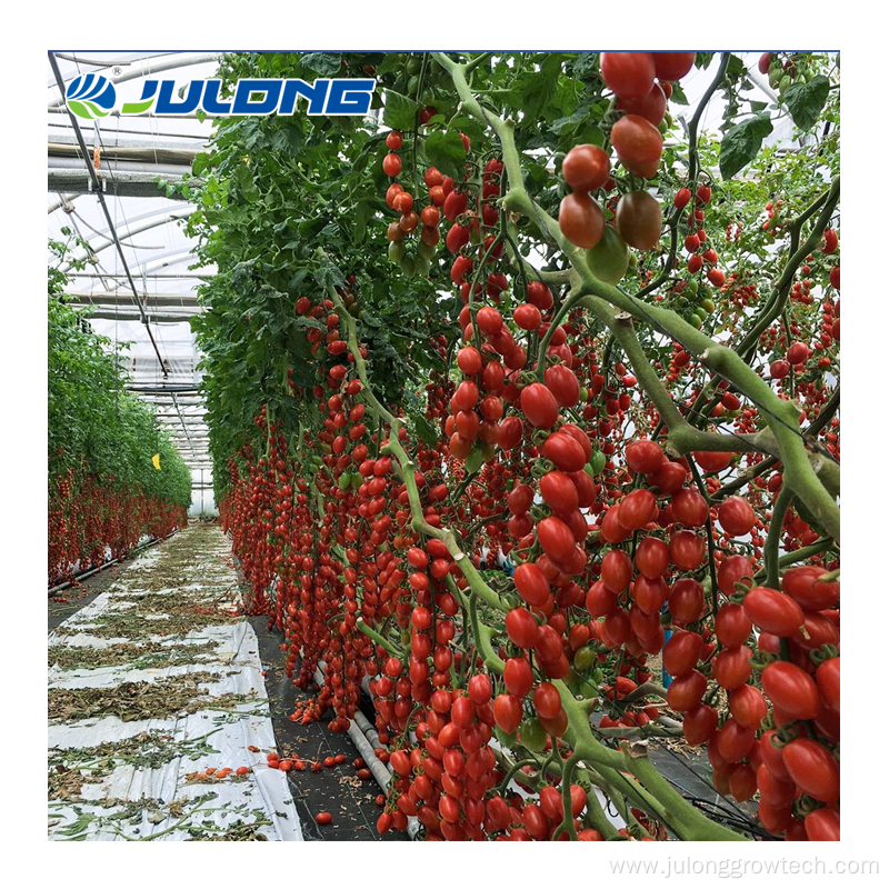 farming tomatoes greenhouse for sale