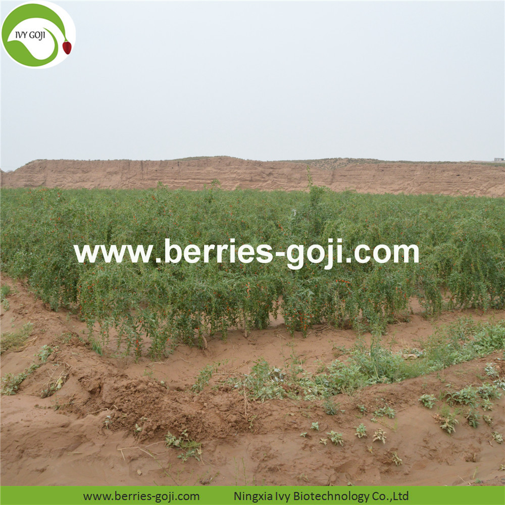 goji berry