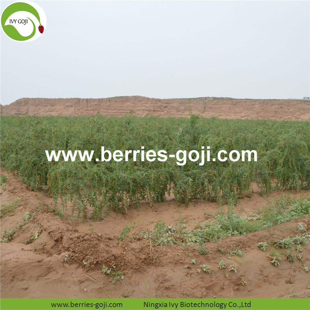 goji berry