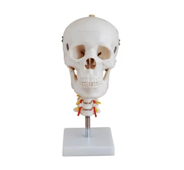 Skull with Cervical Spine
