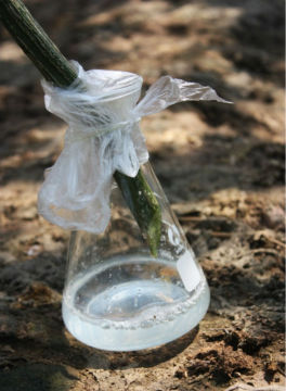 pure natural loofah extract