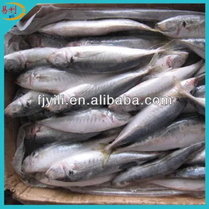 Frozen horse mackerel fish