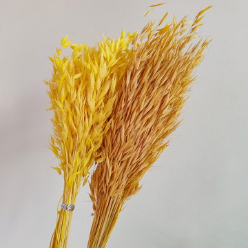 Wholesale Oat Eternal Dried Flower Bundles for Home & Restaurant Decor DIY & Photography