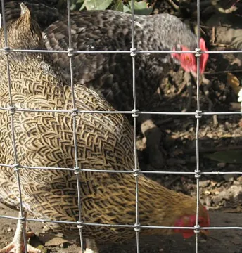 Poultry Fencing