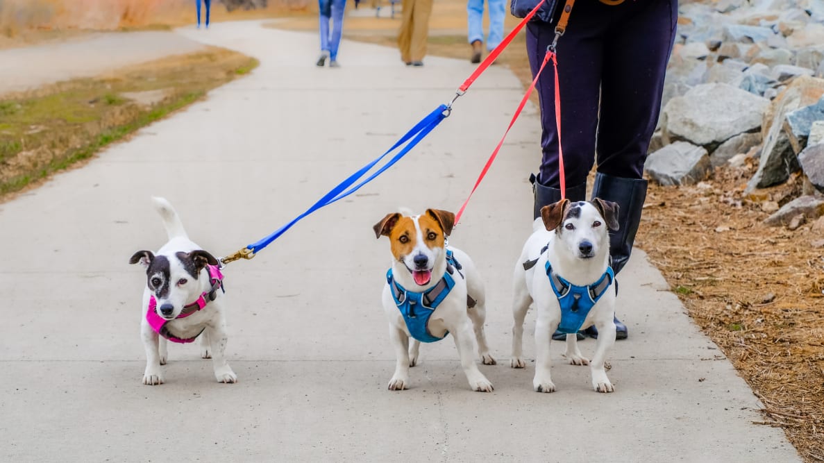 best-dog-harnesses