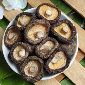 Log Special Dried Shiitake Mushroom