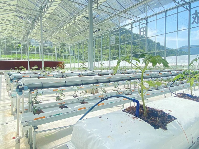 Qingcheng Agriculture's Crafted Pengshui Glass Greenhouse Project: Soilless Cultivation Industrial Park Launched and Operational