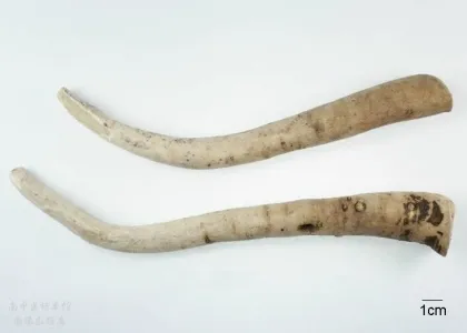 Paeoniae Radix Alba white paeony root baishao