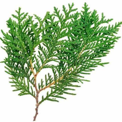 Platycladus orientalis leaf extract powder