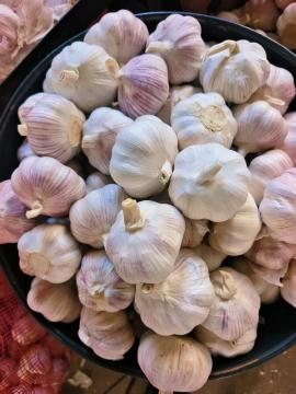 Premium Selected Purple Skinned Garlic