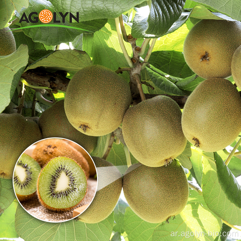 مزرعة بالجملة عالية المستوى OEM KIWI الفاكهة