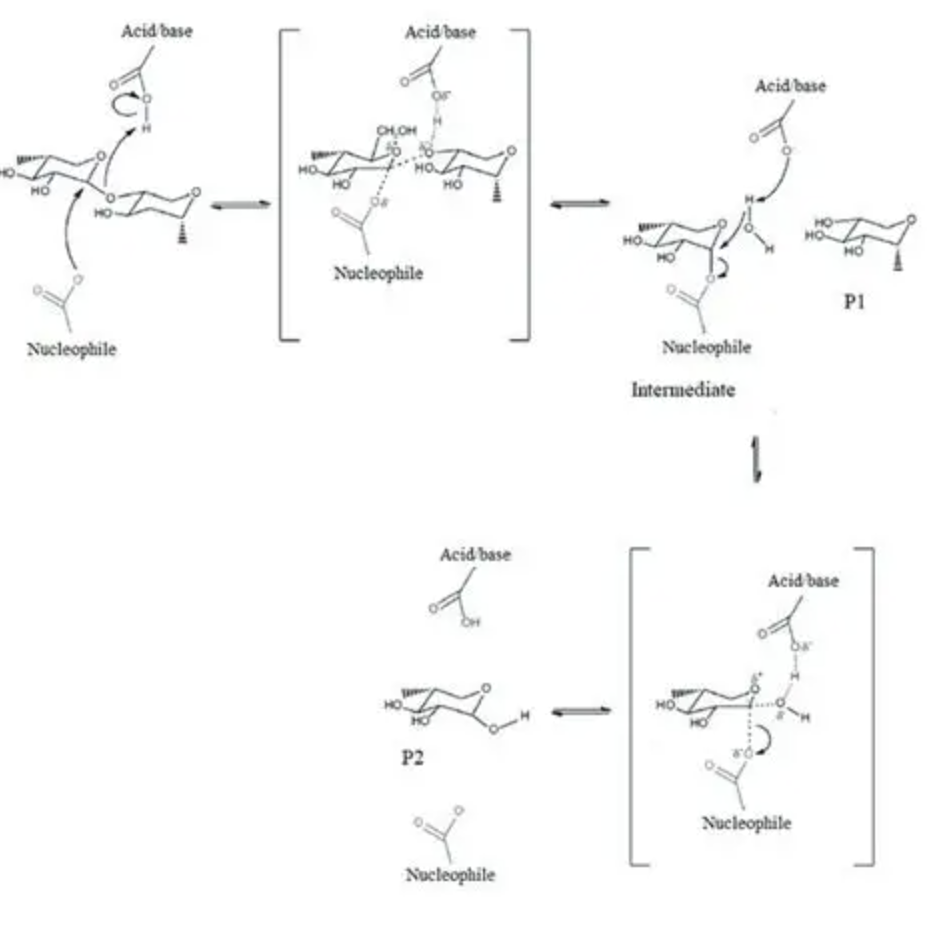 Beta Mannanase for Animal Feed