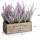 Potted Lavender Plant with Wooden Tray