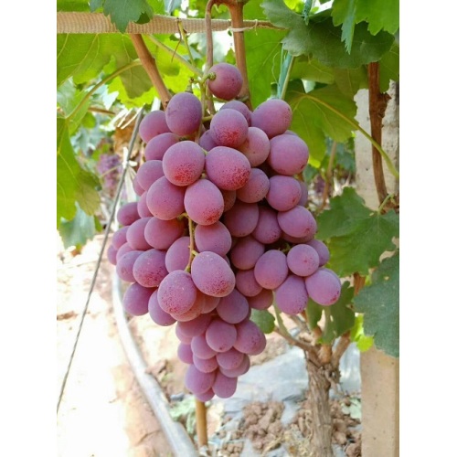 Fresh Red Red Grapes