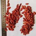 Top Quality Goji Berries