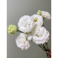 পাইকারি ডাবল Lisianthus সাদা তরঙ্গ প্রিমিয়াম কাট ফুল