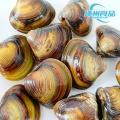 Vongole fresche senza sabbia e carne congelata di prima qualità