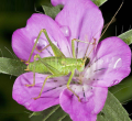 Snabbväxande agrostemma githago L blomfrön