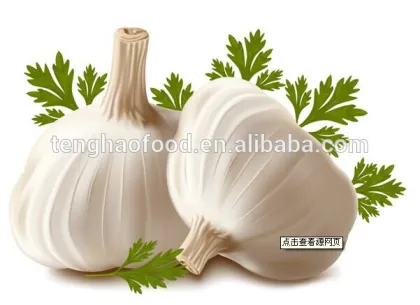 jin xiang ; laiwu ;pizhou ,fresh pure white garlic