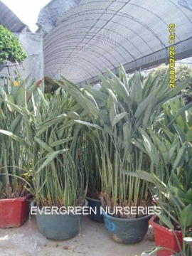 Strelizia reginae