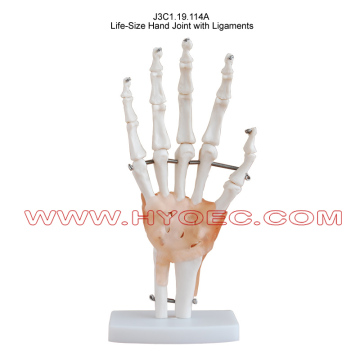 Life-Size Hand Joint with Ligaments-J3C1.19.114A