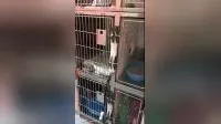 Stainless Steel Pet ICU Oxygen Cabin for Vet Hospitals