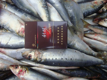 BQF Frozen Spot Sardines 60-80G Boulk Emballage