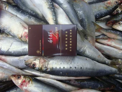 Frozen Pilchard Sardine Fish 80/120