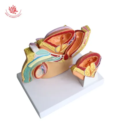 Male Prostate and Pelvic Anatomy Model for Medical Science