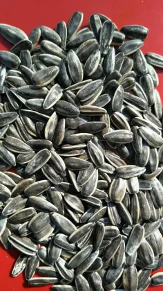 sunflower seeds 361