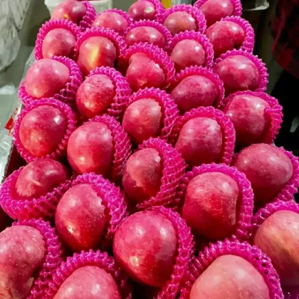 High Quality Fresh Apples