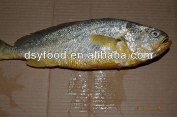Hot sale yellow croaker gift box package
