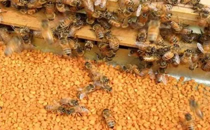 natural and pure BEE POLLEN honeybees