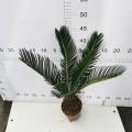 Cycas Revoluta 110#AA -klass