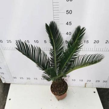 Cycas Revoluta 110#AA คลาส