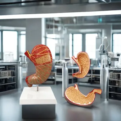 DARHMMY 1.5x Human Anatomy Stomach Model for Medical Science Teaching