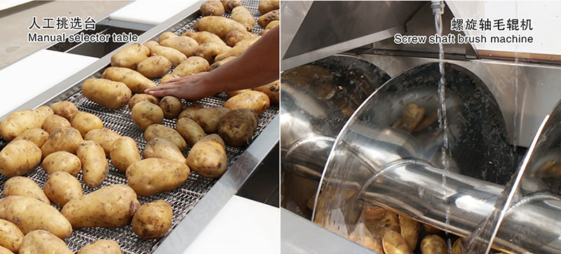potato processing line
