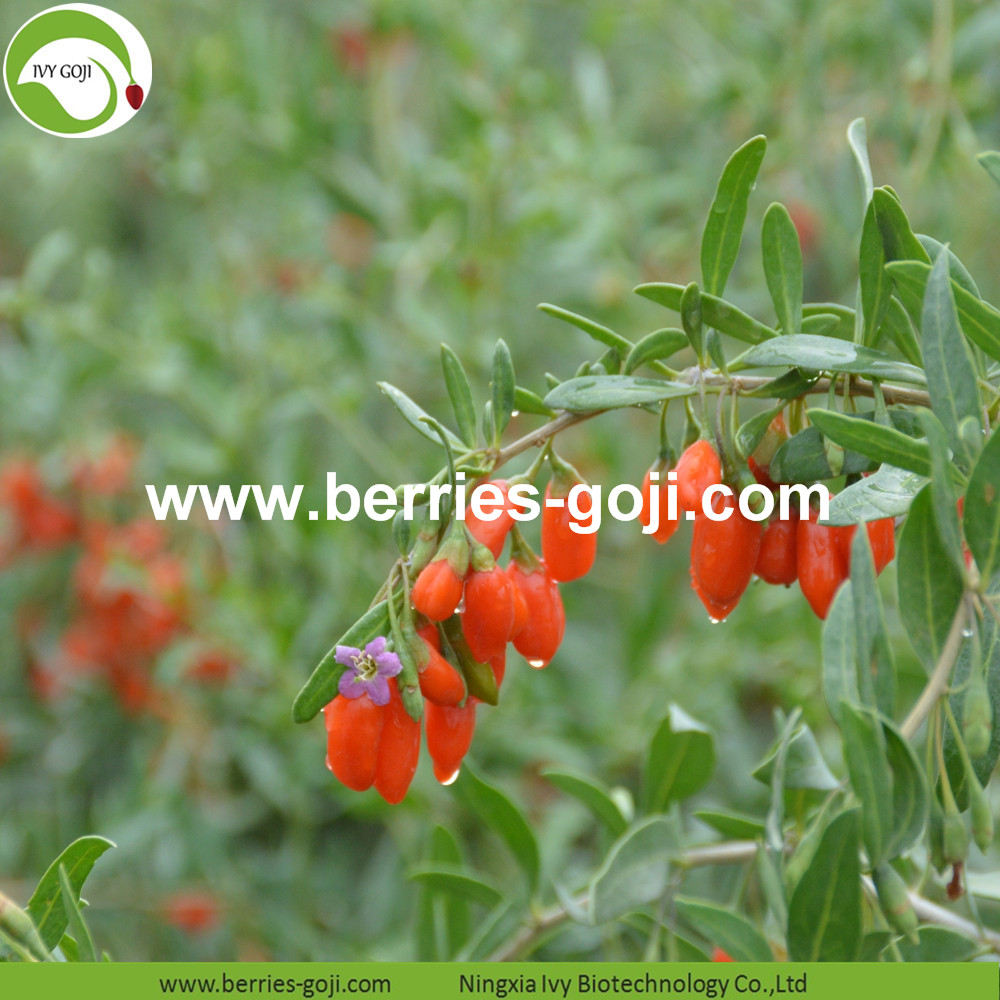 Low Pesticide Goji Berries