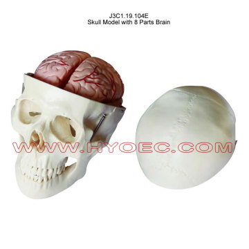 Skull Model with 8 Parts Brain-J3C1.19.104E
