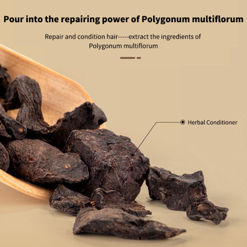 Polygonum Multiflorum Root Extract Powder