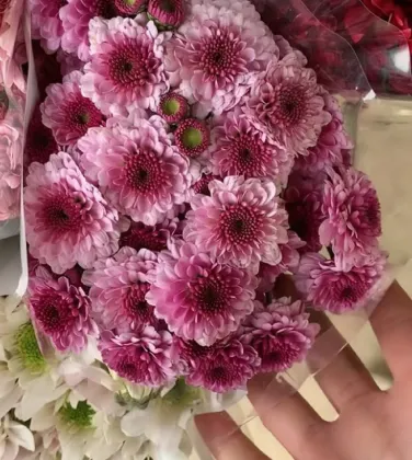 Fan Yan spray chrysanthemum
