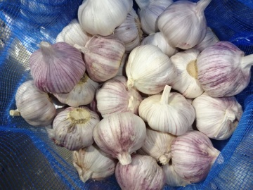 Best Quality Normal Garlic Crop 2019