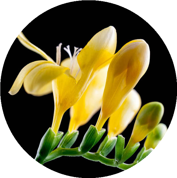 High Concentrated Freesia Fragrance Oil