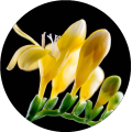 High Concentrated Freesia Fragrance Oil