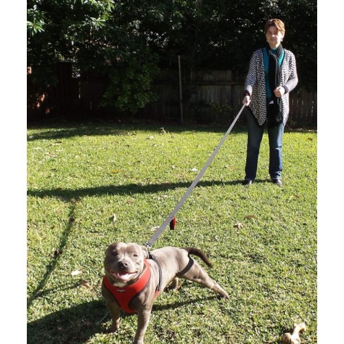 Cane guinzaglio 6 piedi lunghi