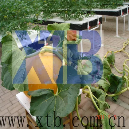 Greenhouse for Agricultural Hydroponics