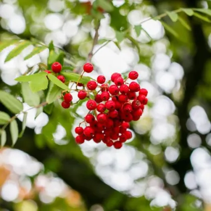 XJeson Hawthorn Extract Hawthorn 5%-30% Flavonoids