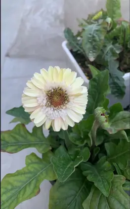 Standard chrysanthemum Yujing Gerbare