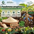 مسحوق الميكروبات Pseudomonas aeruginosa لتطبيقات البحوث الزراعية